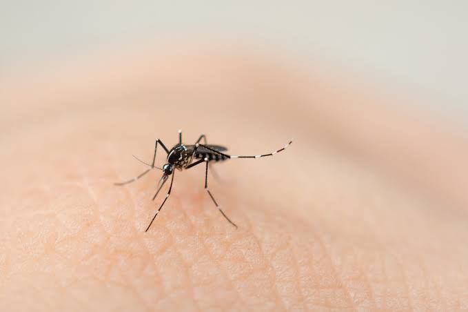 Cambio climático triplicó casos de dengue.